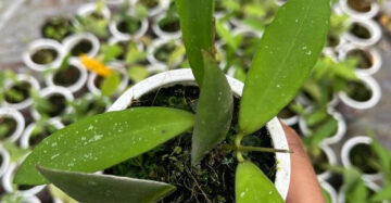 Hoya Schortechinii