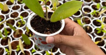 Hoya Sp Kelud 2-4 Leaves