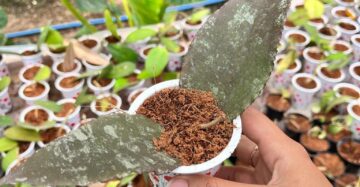 Hoya Undulata 2-4 Leaves