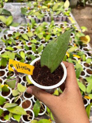 Hoya Vittelina 2-3 Leaves