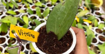 Hoya Vittelina 2-3 Leaves