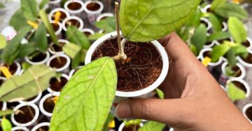 Hoya Vittelinoides 2-4 Leaves