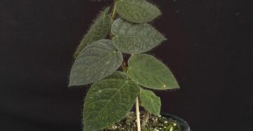 Ficus Villosa 2-3 Leaves