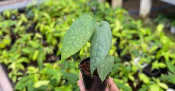 Monstera Amydrium Silver 2-4 Leaves