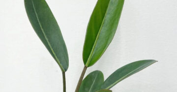 Philodendron Callosum 2-3 Leaves
