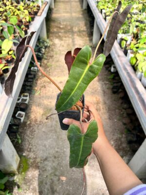 Philodendron Billietiae 2-3 Leaves