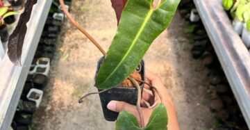 Philodendron Billietiae 2-3 Leaves