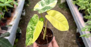 Philodendron Burle Marx