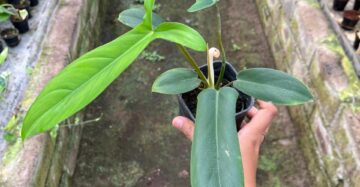 Philodendron Code 2-4 Leaves