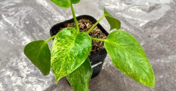 Philodendron Giganteum 2-4 Leaves