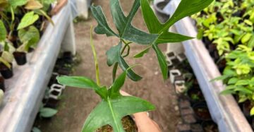 Philodendron Gladhands 2-4 Leaves