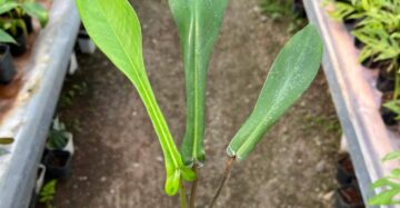 Philodendron Joepii 2-4 Leaves