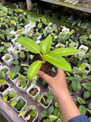 Philodendron Jose Buono Hybrid Yellow 2-4 Leaves