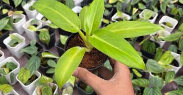 Philodendron Jose Buono Hybrid Yellow 2-4 Leaves