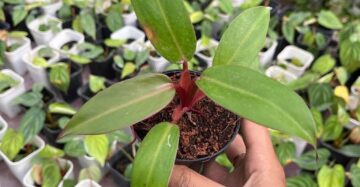 Philodendron Jose Buono Hybrid Red 2-4 Leaves