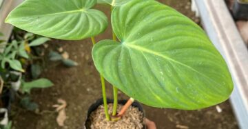 Philodendron Mcdowell 2-3 Leaves