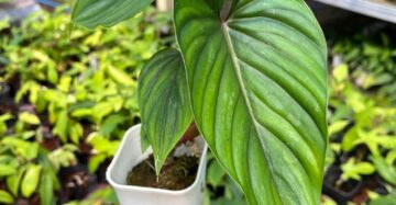 Philodendron Plowmanii 2-3 Leaves
