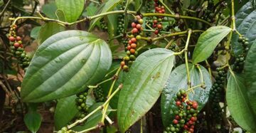 Piper Ningrum 2 - 4 leaves