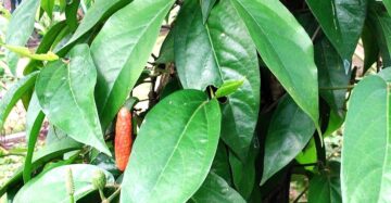 Piper Retrofractum 2 - 4 leaves
