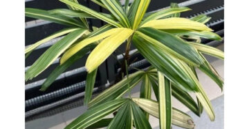 Rhapis Excelsa Lady Palm Variegated, Medium Size,