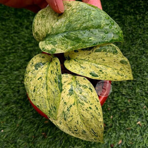 Scindapsus Creme Brulee 2 - 4 leaves