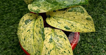 Scindapsus Creme Brulee 2 - 4 leaves