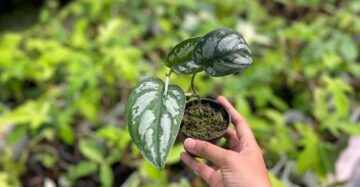 Scindapsus Silver Black 2-4 Leaves