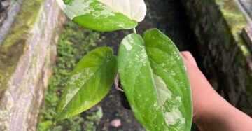 Syngonium Chiapensis Variegated 2 - 3 Leaves