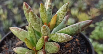Adromischus Filicaulis medium size