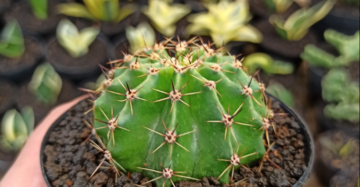 Echinocactus Eyriesii medium size
