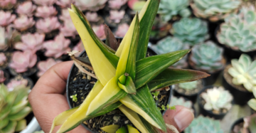 Haworthia Pentagona Variegata medium size