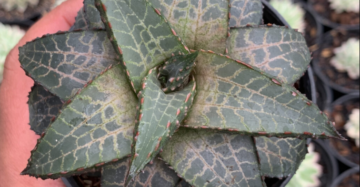 Haworthia Tesselata medium size