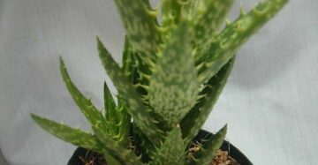 Aloe Tiger Tooth medium size