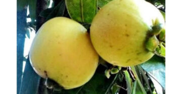 Syzygium Smithii 30 - 50cm