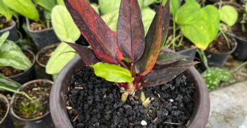 Anthurium Jenmanii Red Blood 2-4 Leaves