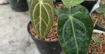 Anthurium Hybrid Mix Clone 2-4 Leaves