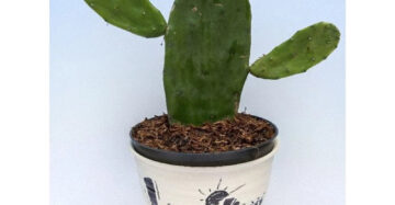 Opuntia Ficus Indica medium size