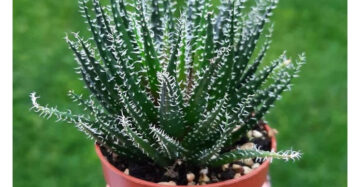 Aloe Haworthiodes medium size
