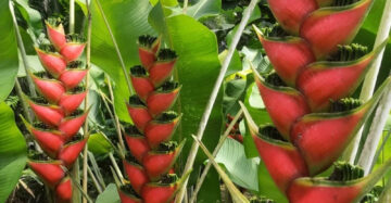Heliconia Wagneriana 2-3 Leaves