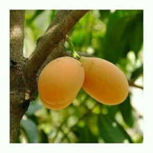 Mango Gandaria Thailand 30 - 50cm