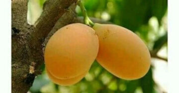 Mango Gandaria Thailand 30 - 50cm