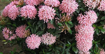 Ixora "Pink Flower" 20 - 30cm
