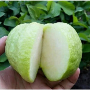 Guava Seedless 30 - 50cm