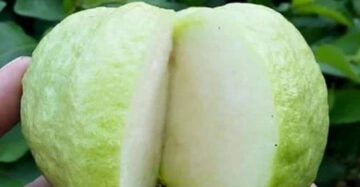 Guava Seedless 30 - 50cm