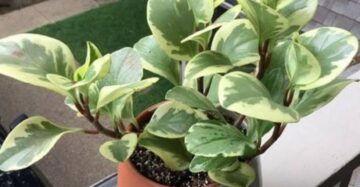 Pepperomia Obtusifolia Variegata - 4 leaves
