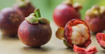 Mangosten Seedless 30 - 50cm