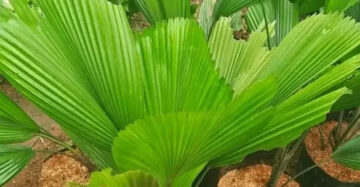 Licuala Grandis Monster 2 - 4 leaves