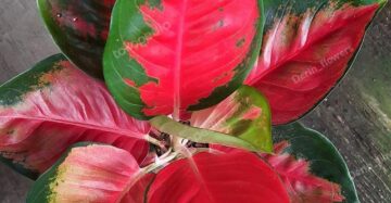 Aglaonema Suksom 2 - 4 leaves