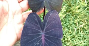 Colocasia Nirmala 2-3 Leaves
