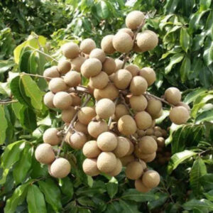 Longan Pingpong 30 - 50cm